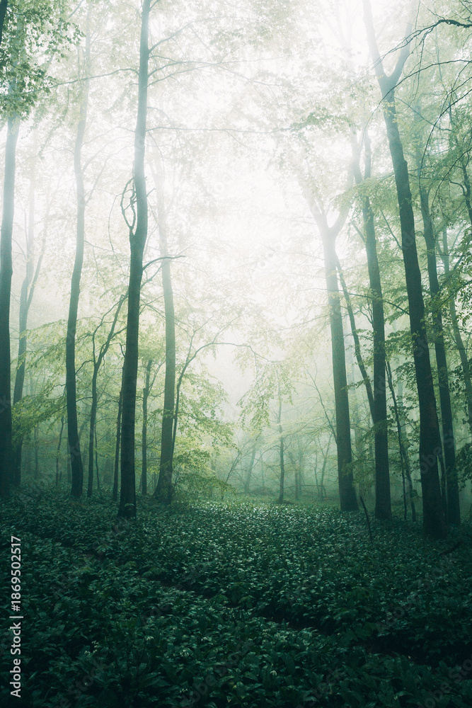Obraz premium Mystical Spring Forest Shrouded in Fog, Soft Morning Mist Among Budding Trees in Natural Light