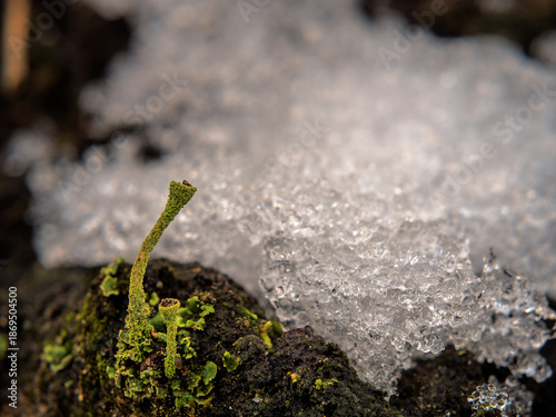 Becherflechte im Eis – Makroaufnahme von Flechtenwachstum im Winter