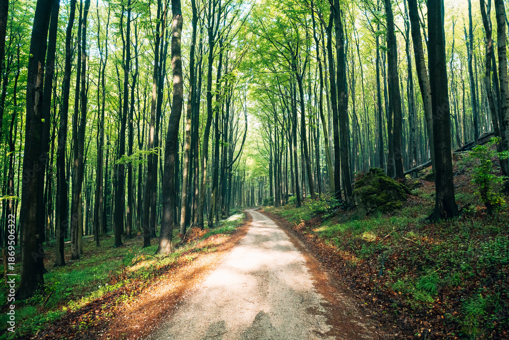 Obraz premium Sunlight Streaming Through a Lush Green Summer Forest, Magical Sun Rays Piercing Dense Canopy in Natural Light
