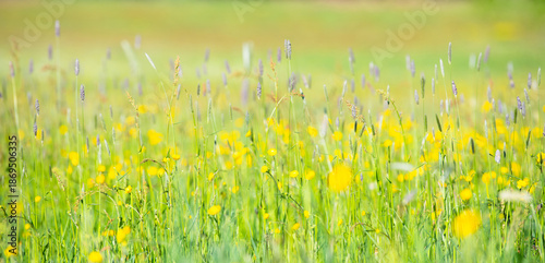 Foto Wild buttercup flowers growing on a spring meadow, yellow colored Ranunculus flo