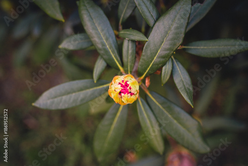 Early Spring Buds and Flowers Beginning to Bloom, Fresh Green Sprouts and Blossoms in Soft Natural Light