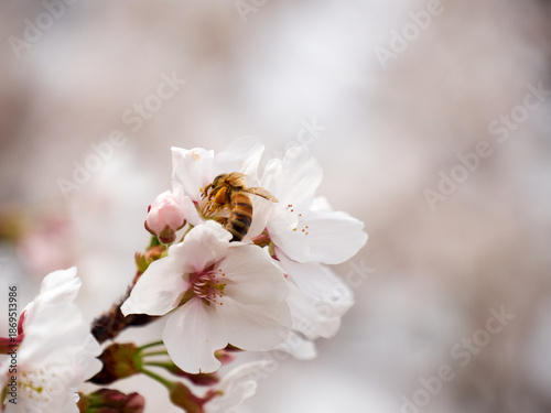 Cherry blossoms and honeybee in full bloom in spring