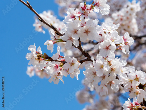 Cherry blossoms and honeybee in full bloom in spring