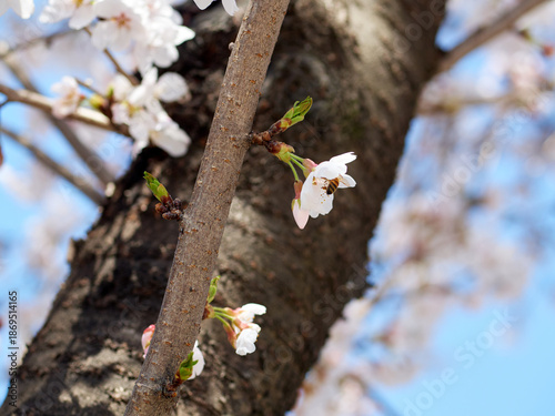 Cherry blossoms and honeybee in full bloom in spring