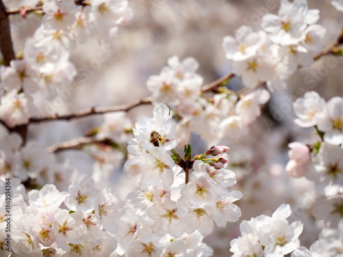 Cherry blossoms and honeybee in full bloom in spring