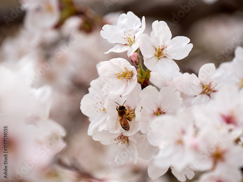 Cherry blossoms and honeybee in full bloom in spring