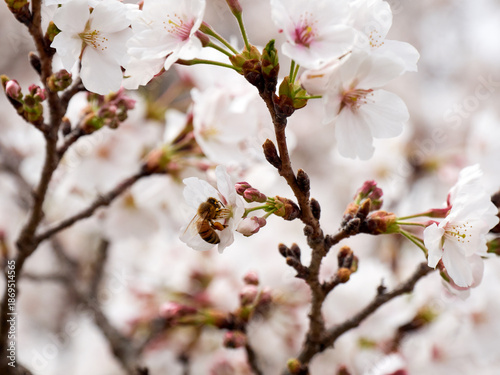Cherry blossoms and honeybee in full bloom in spring