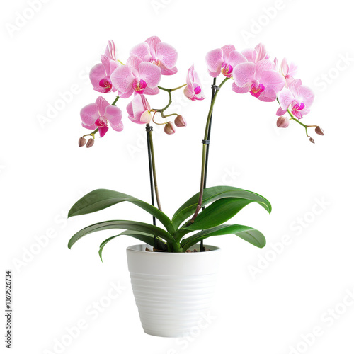 Beautiful pink orchids in a white pot brighten up any indoor space with elegance and charm on transparent background