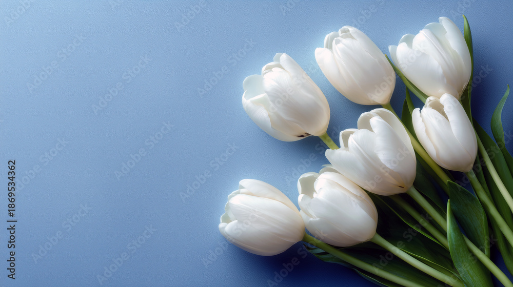 Obraz premium White tulips arranged on blue background with fresh green leaves 