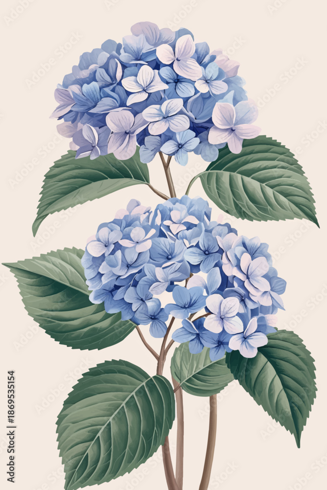 Obraz premium Hydrangea single stem vintage floral botanical flower print
