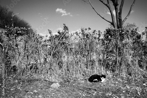 Wallpaper Mural 겨울 고양이  Torontodigital.ca