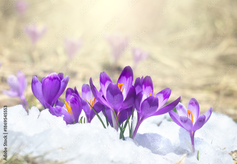 Fototapeta premium Purple spring crocus flowers (Crocus heuffelianus) blooming through snow in bright sunlight on blurred natural background with copy space