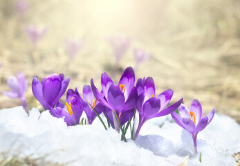 Papier peint photo Établissements de soins Crocus violets émergeant de la neige  © Anastasiia Malinich