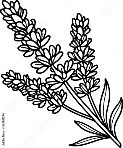 Lavender herb sprig with detailed flowers and leaves outline drawing for coloring