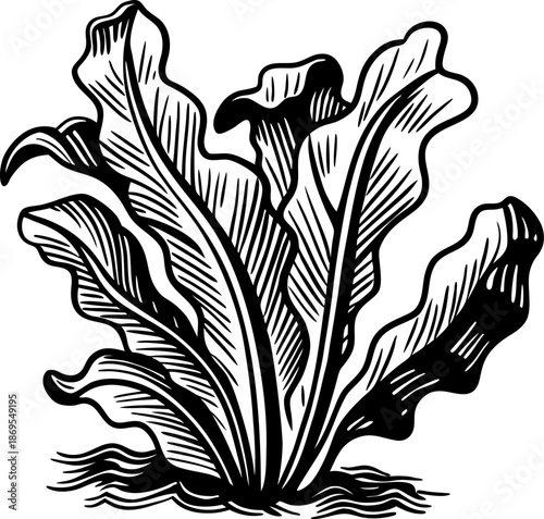 Black and white engraving of fresh lettuce leaves growing with detailed veins and texture
