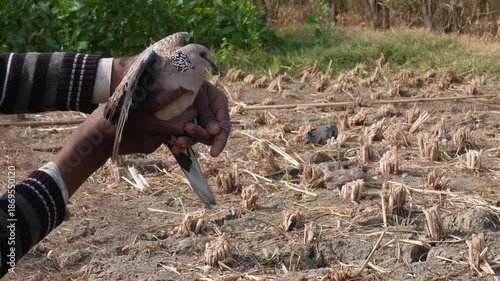 Farmer Holding Gray Pigeon in Close Up 