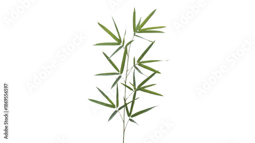 A high-resolution photograph of a single bamboo stalk against a pure white background (1)_traced