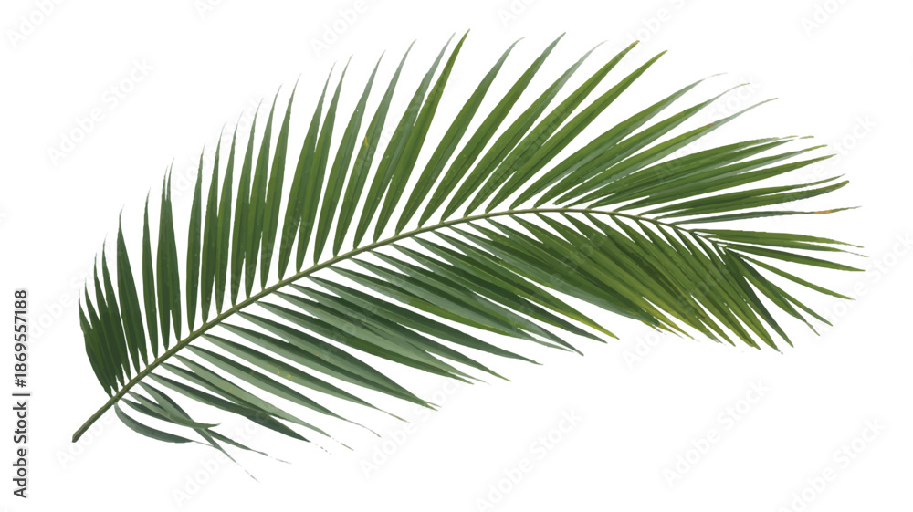 Fototapeta premium A high-resolution photograph of a single palm frond against a pure white background (1)_traced