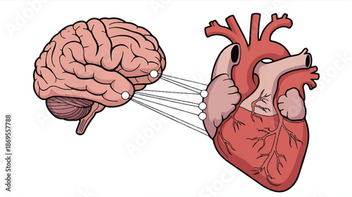 A medical illustration showing a brain and heart connected by white lines against a white background (3)_traced