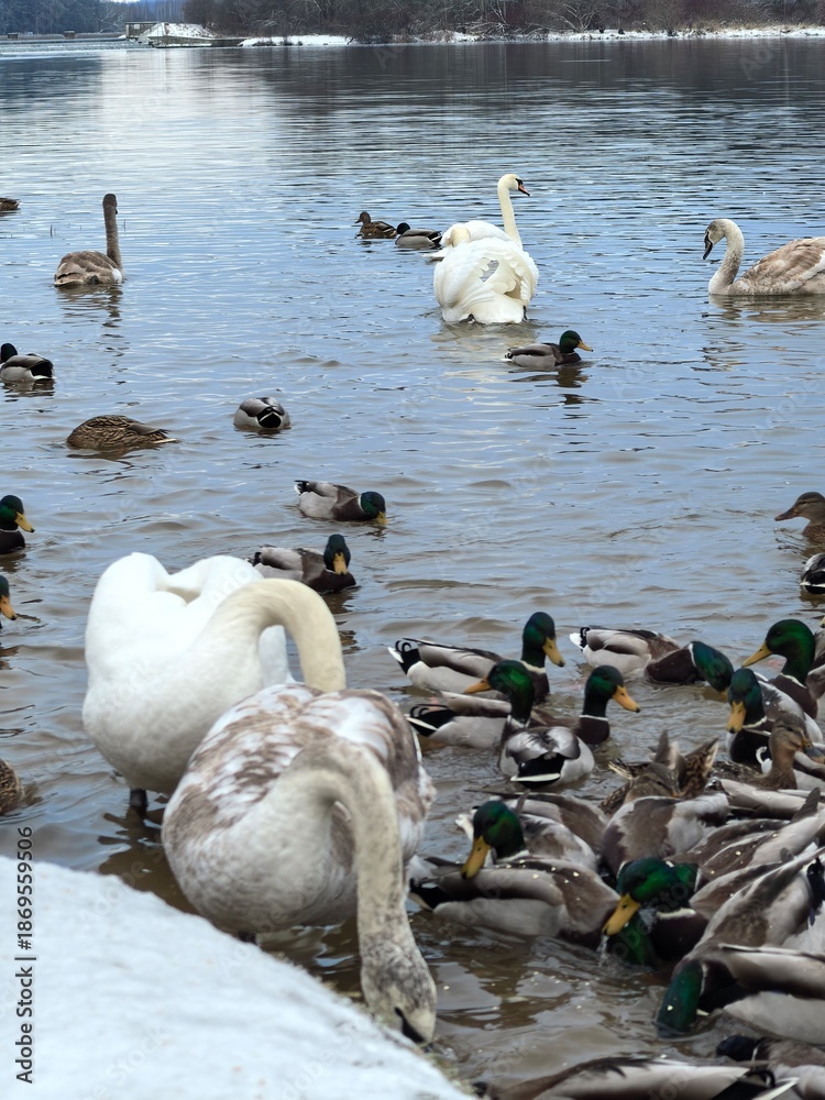 Obraz premium swans on a lake with ducks, beautiful blue water, beautiful photo of white swans, beautiful photo of ducks, birds in winter, swans in winter on a lake, ducks in winter on a lake, waterfowl