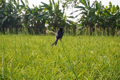 Foto Black Drongo Perched in Lush Green Grassland