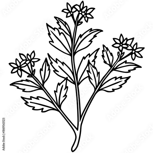 Medicinal Herbs Outline Vector Set – Minimal Botanical Line Art