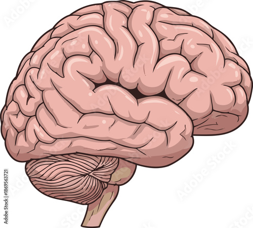 Human Brain Anatomy Illustration For Medical And Education Purpose