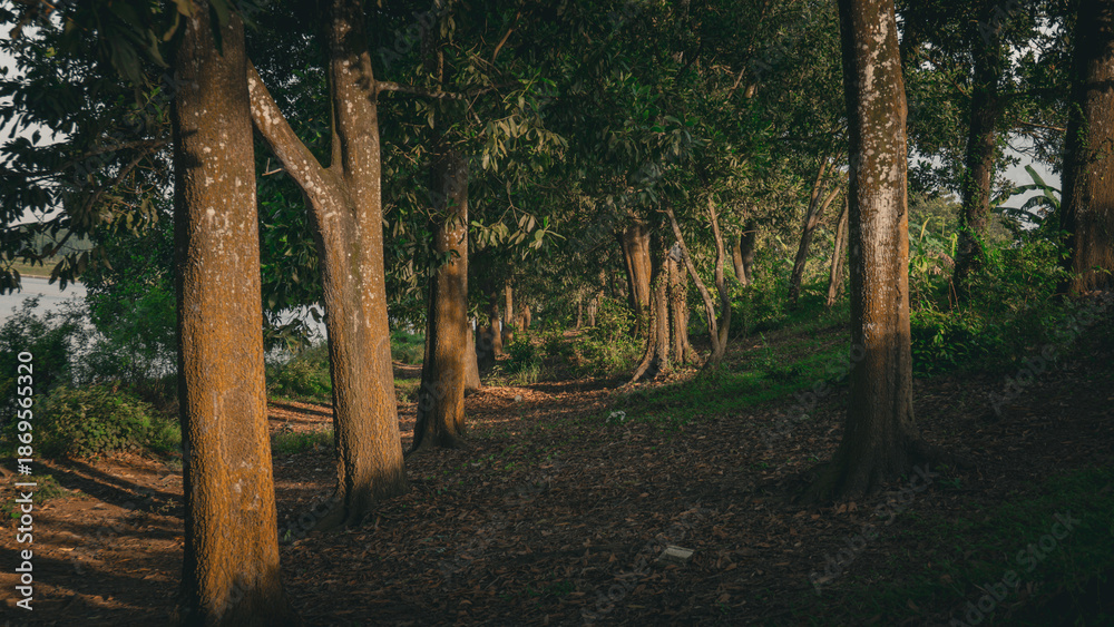 Obraz premium Forest pathway surrounded by tall trees and warm sunlight, creating a peaceful and cinematic woodland atmosphere. Natural landscape ideal for travel and relaxation themes.