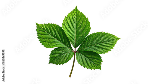 Close-up of a vibrant green leaf, isolated on a black background, showing textured details