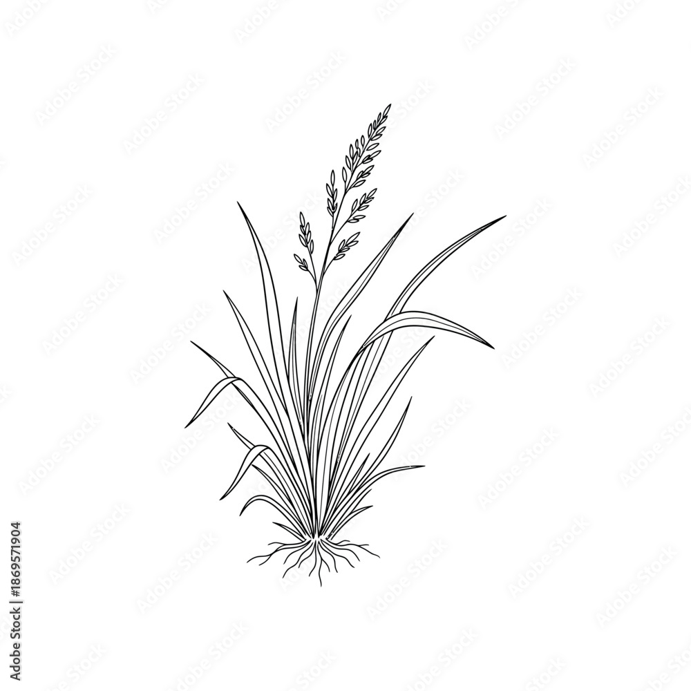 Fototapeta premium An illustration depicts a plant with long leaves and roots growing in soil.
