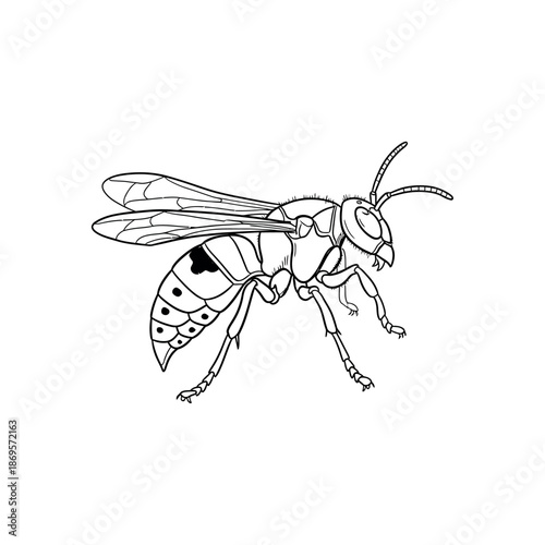 A detailed illustration of a wasp in flight with distinctive markings on its body.