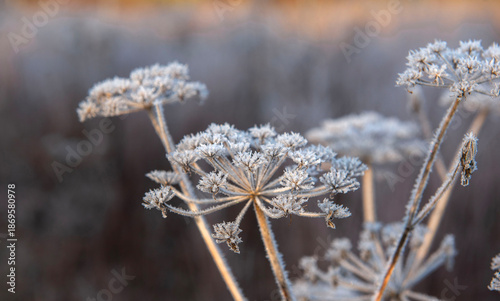 close-up on the flower of a wild parsnip covered with frost in the morning su...