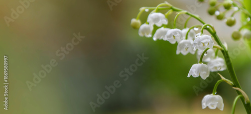 closeup on sprig of fresh lily-of-the- valley blooming on a green background ...