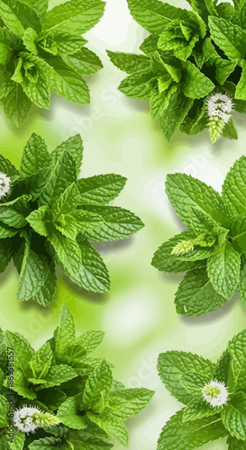 Fresh green mint leaves and organic peppermint herb sprigs isolated on white background provide a healthy aromatic ingredient for tea and food