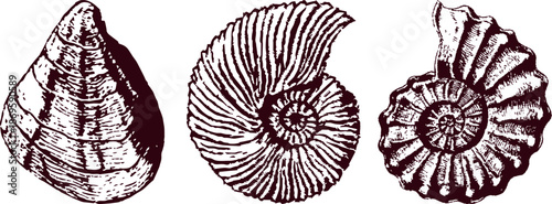 Vintage Fossil Shell Illustrations Keywords: fossil, shell, ammonite, oyster, nautilus