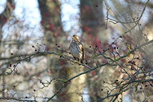 Photos the redwing (Turdus iliacus) member of the thrush family visiting UK during wint