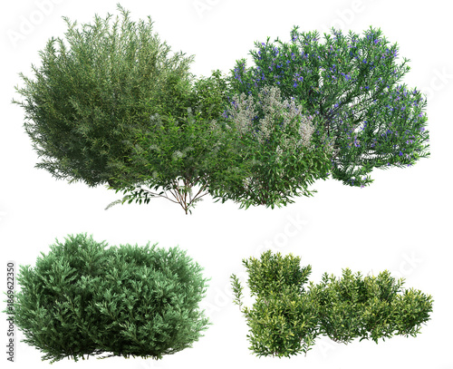 Bilde på lerret Green Shrubs and Bushes Isolated on Black Background