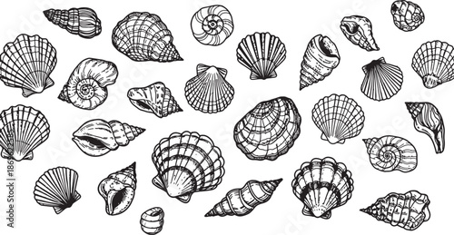 Collection of various seashells isolated on transparent background