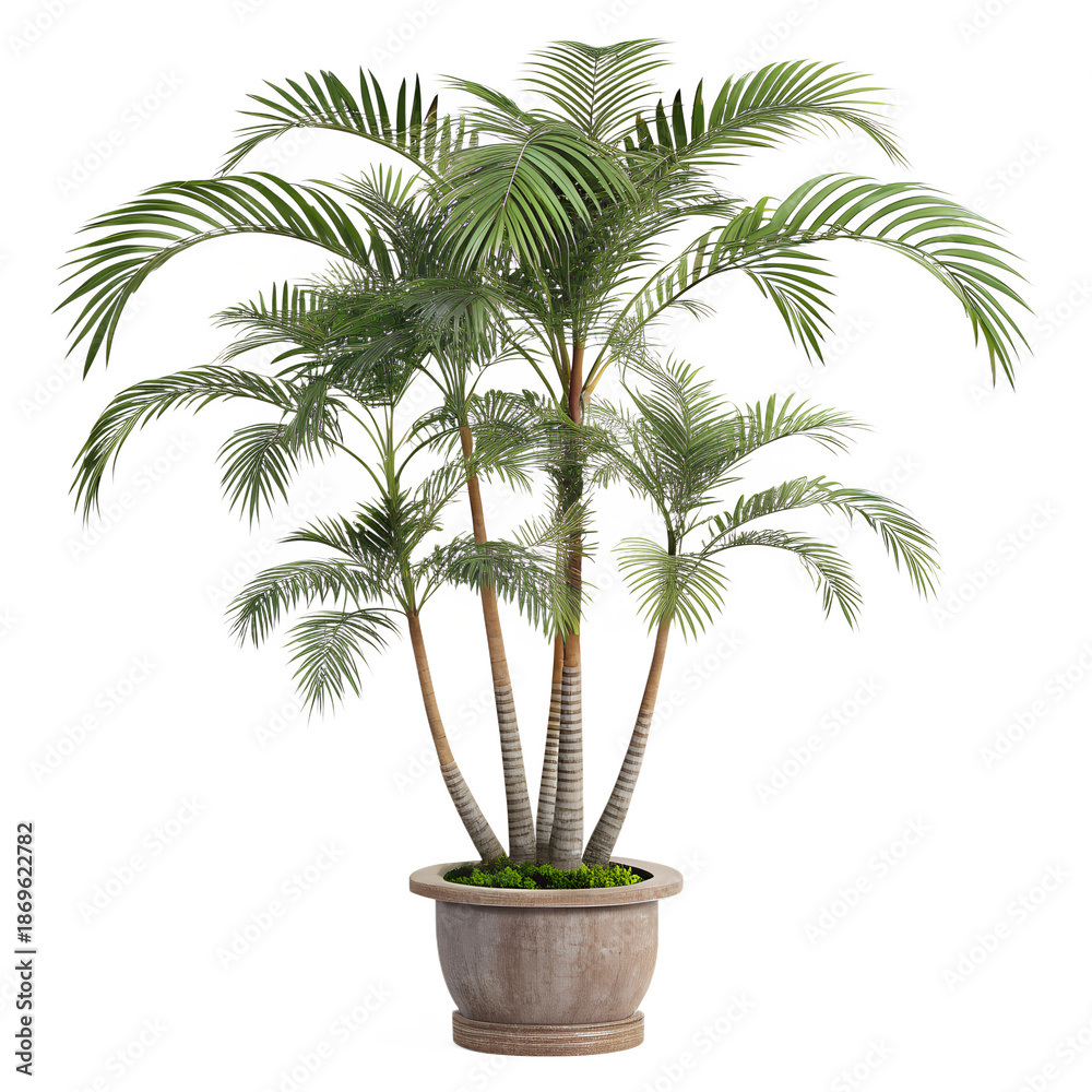 Obraz premium Multi Stem Tropical Palm Tree Indoor Plant Isolated