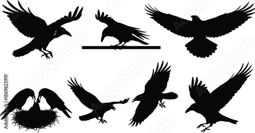 Crow and raven silhouette collection in flight, landing and feeding, wild bird poses for nature design and illustration