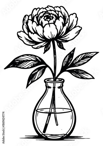 Hand drawn line art illustration of a peony flower in a glass vase depicting a blossoming bloom for floral decoration