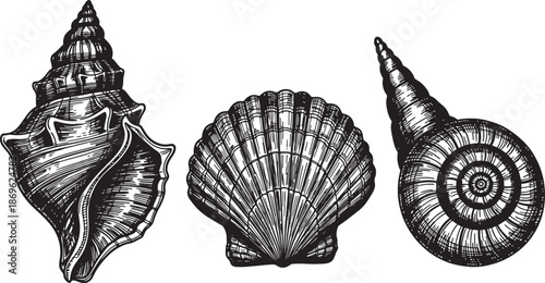 Three different seashells isolated on transparent background
