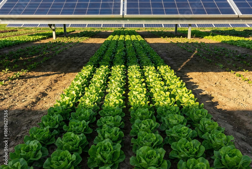 Rows of fresh green lettuce cultivated under a ground-mounted agrivoltaic system.