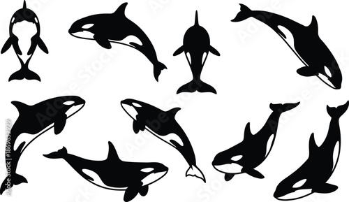 Professional black orca and killer whale silhouettes collection featuring aquatic mammals in various swimming jumping diving and active breaching poses