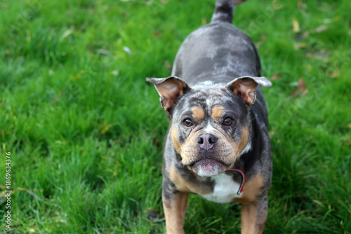 Close up portrait of a cute funny English Bulldog dog. Portrait of a purebred dog on a green background in the park