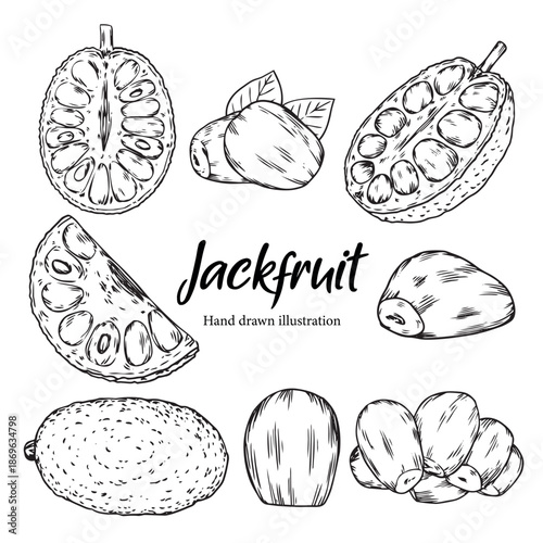 Set of hand drawn tropical Jackfruit outline drawing illustration