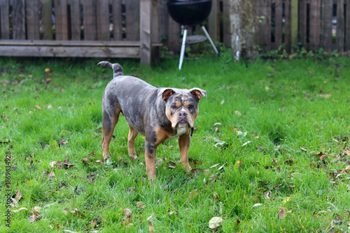 Close up portrait of a cute funny English Bulldog dog. Portrait of a purebred dog on a green background in the park
