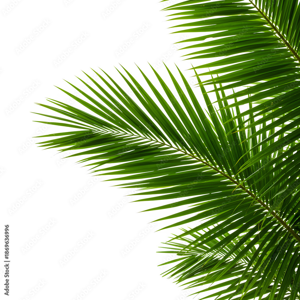 Obraz premium Tropical palm leaves against black isolated on transparent background