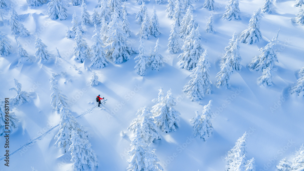 Obraz premium Ski mountaineer touring through a snow covered alpine forest in winter. Pristine landscape with frosted trees, deep snow, and soft winter light, expressing adventure, solitude, and freedom.