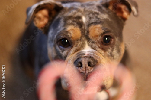 Close up of a dog eating a candy cane and looking at the camera